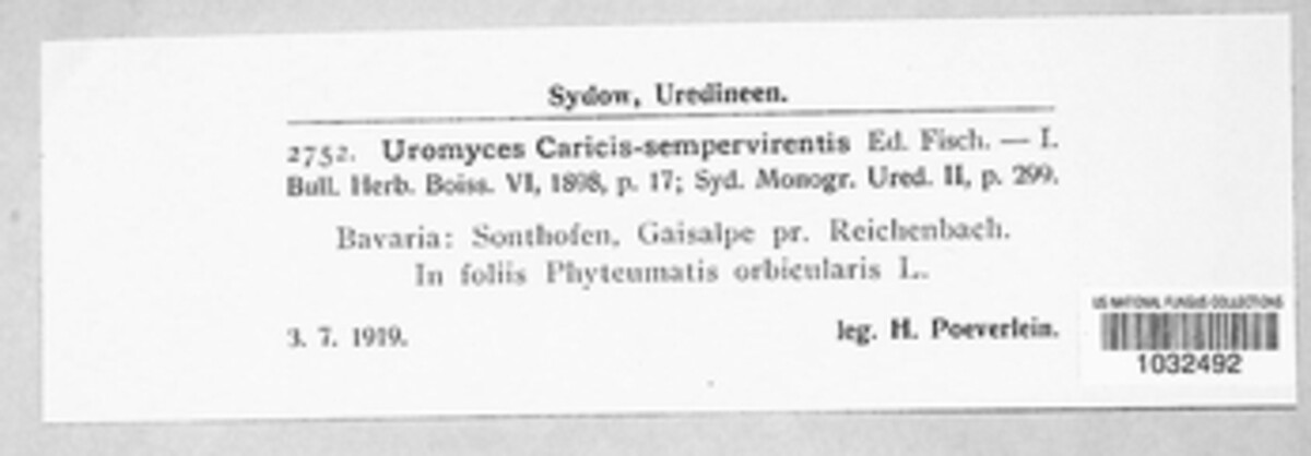 Uromyces caricis-sempervirentis image